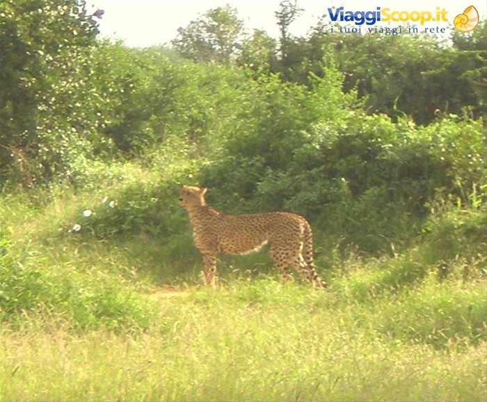 Ghepardo nel parco Tsavo East