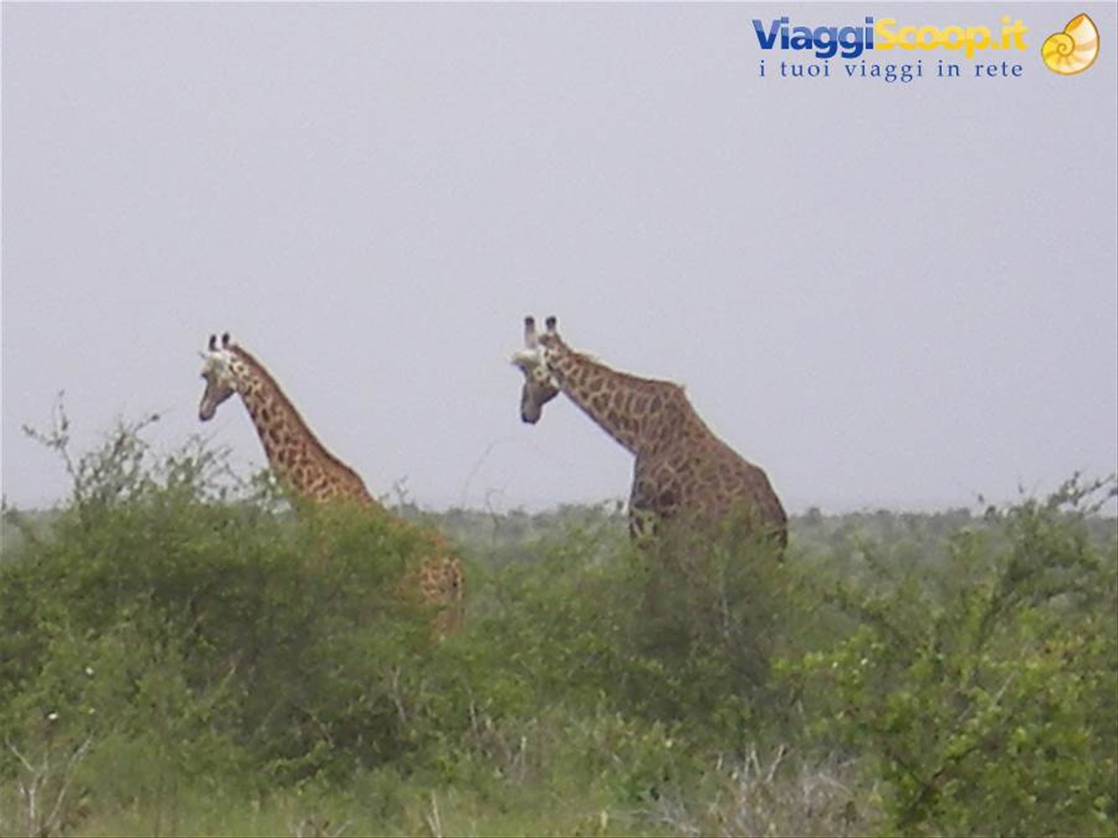GIRAFFE