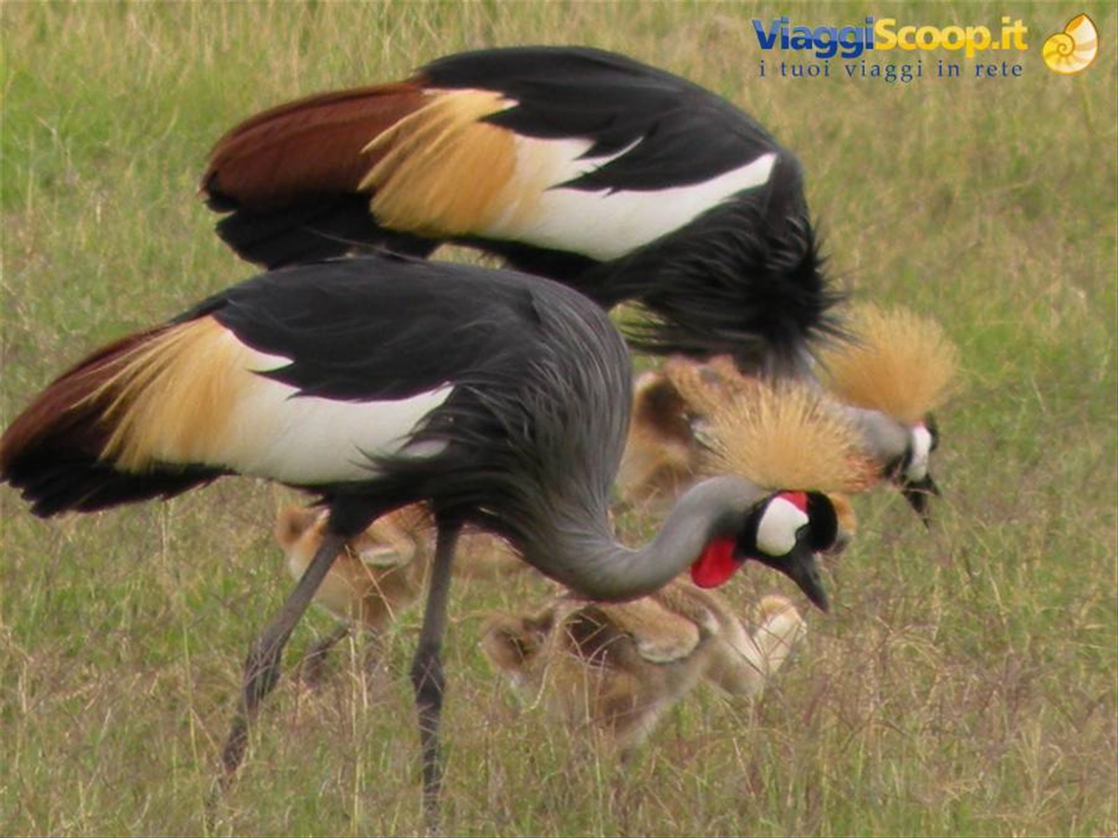 Kenya:la natura in tutte le sue espressioni