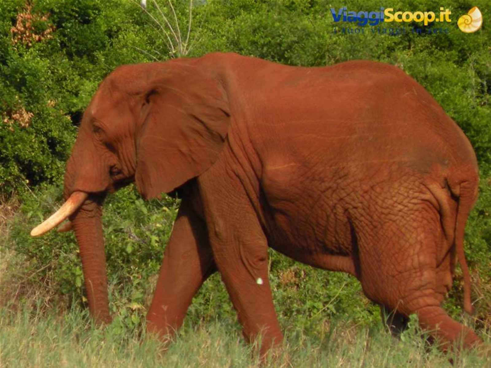 Foto di viaggio in KENYA