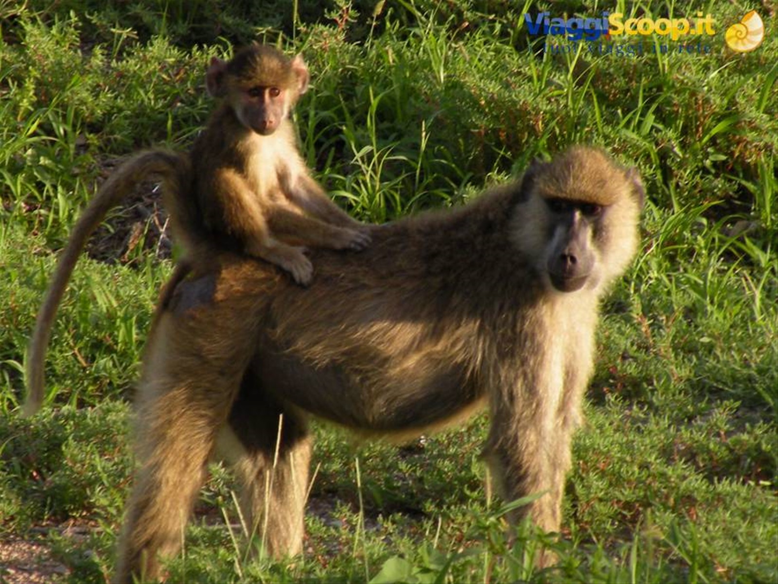 Foto di viaggio in KENYA