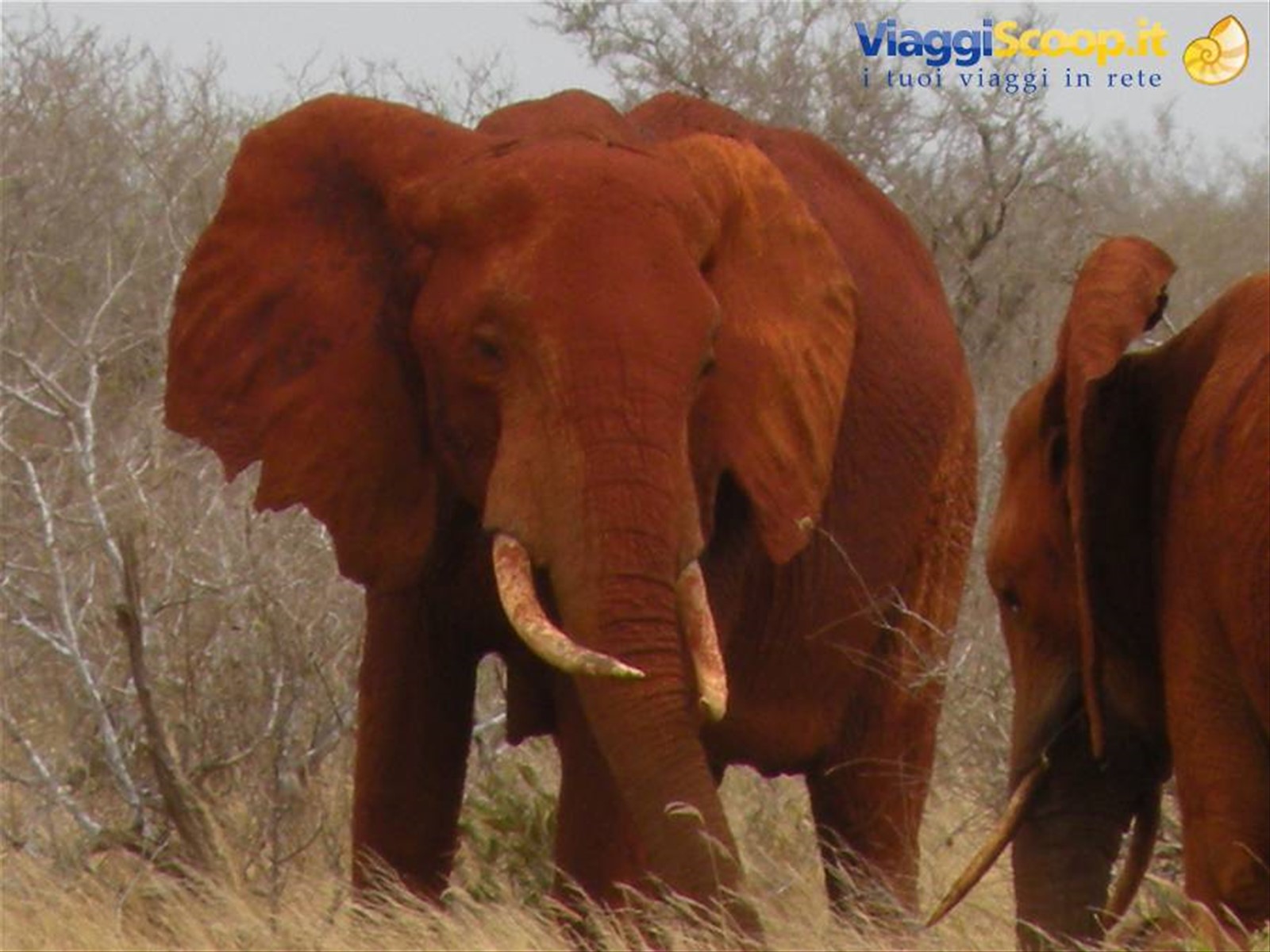 Foto di viaggio in KENYA