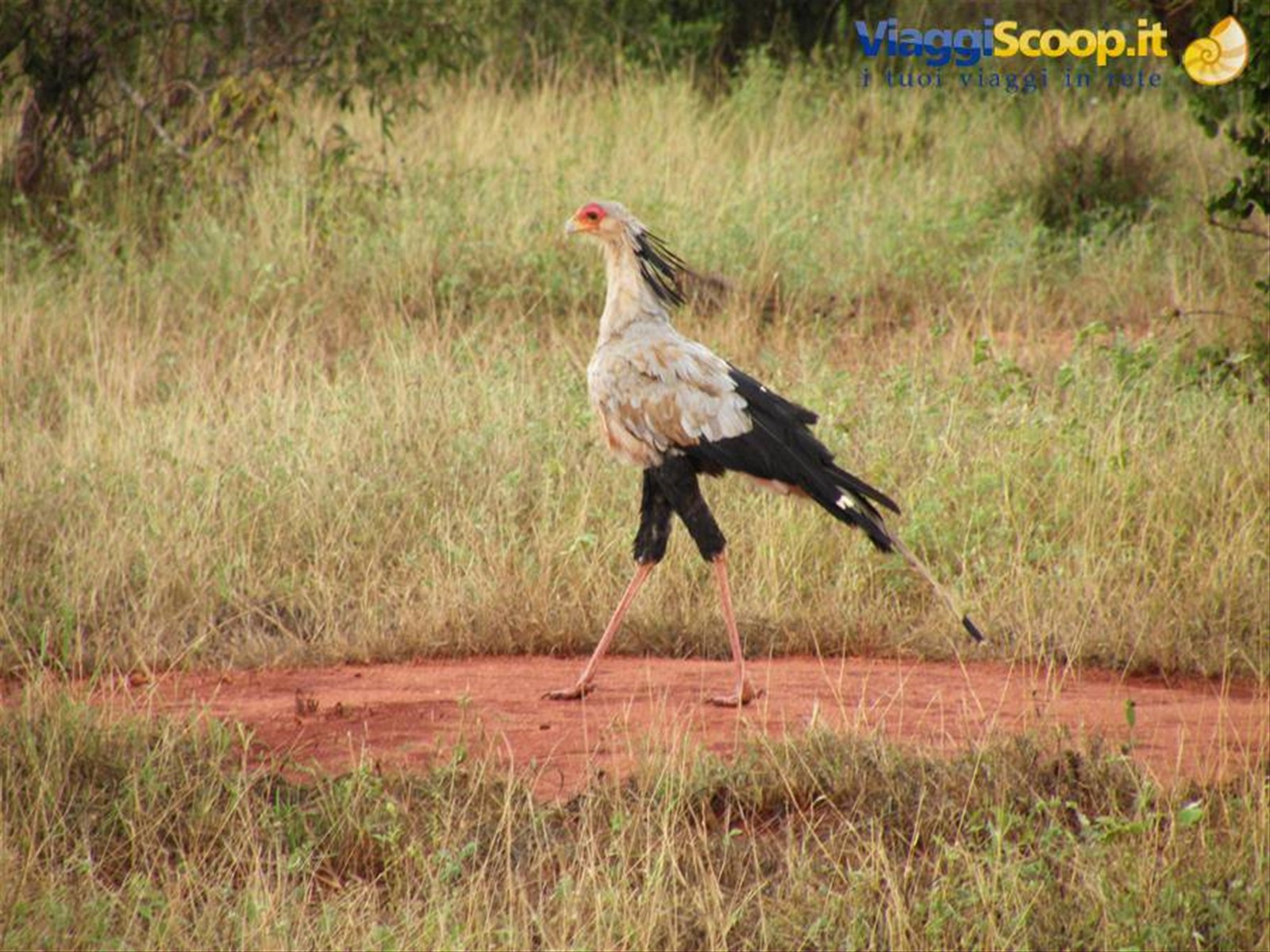 Foto di viaggio in KENYA