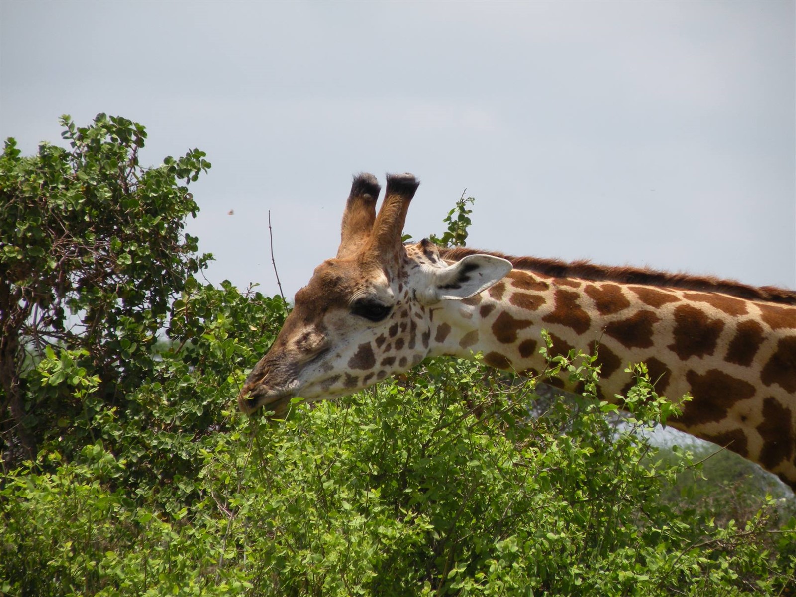 Foto di viaggio in KENYA