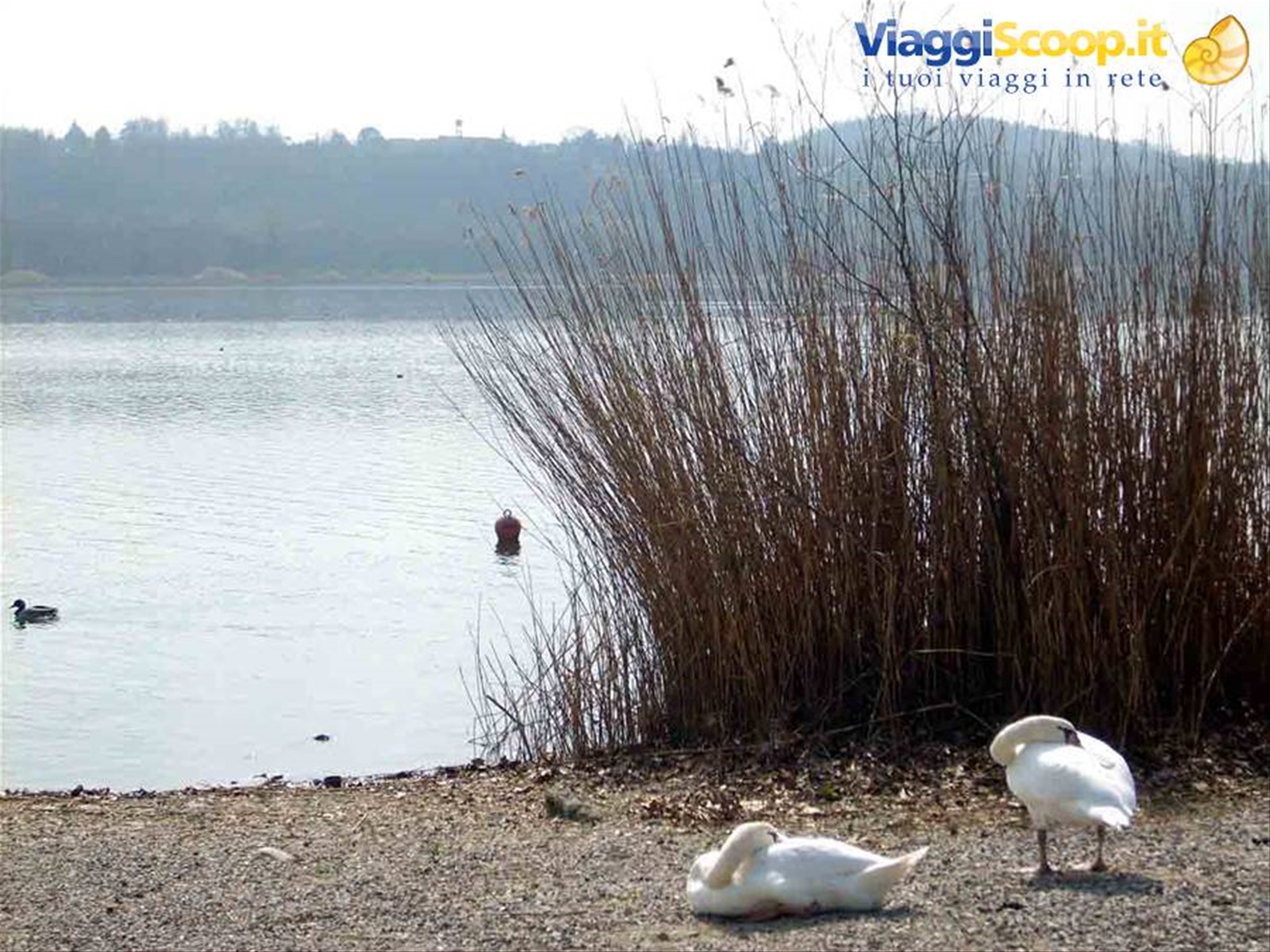 Il Lago di Varese