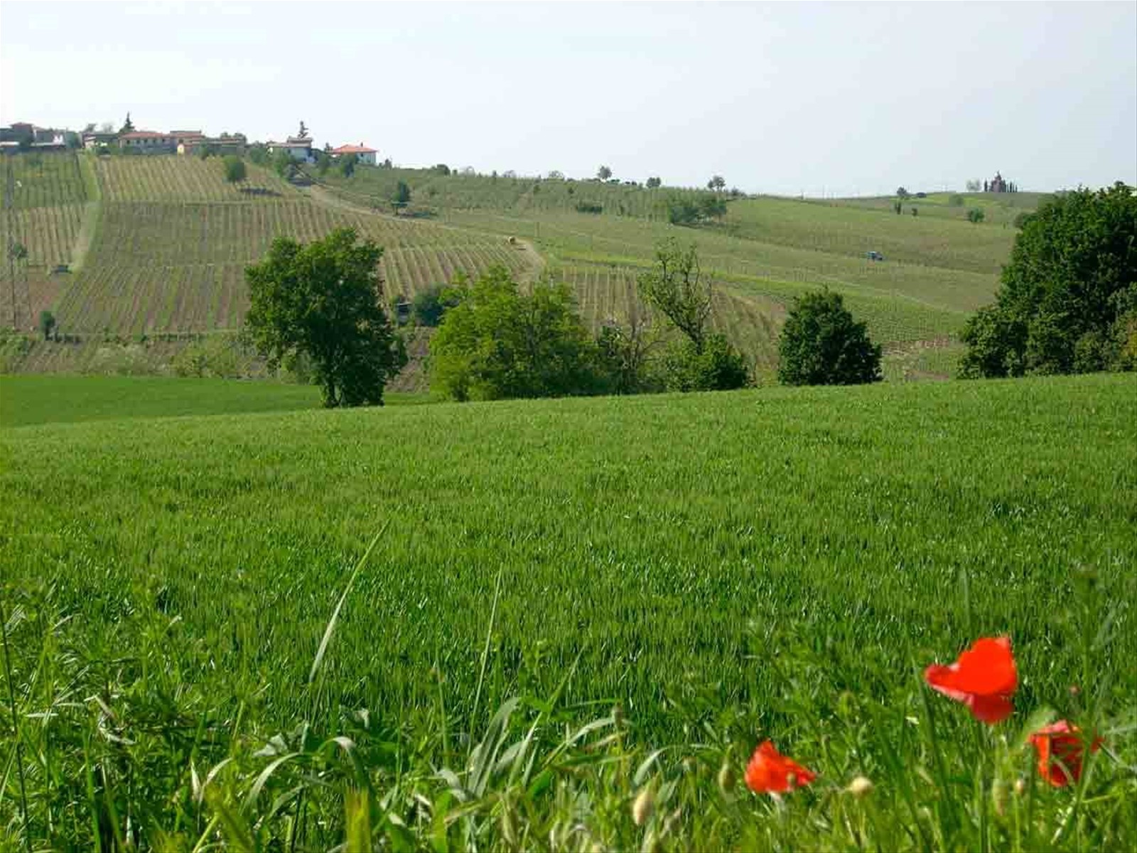 Veduta dei dintorni di Corano