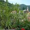 foto viaggio ITALIA