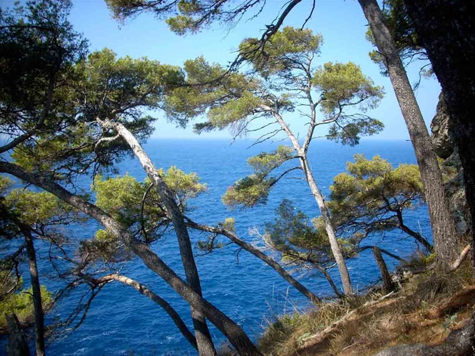 L'inchino degli alberi verso il mare