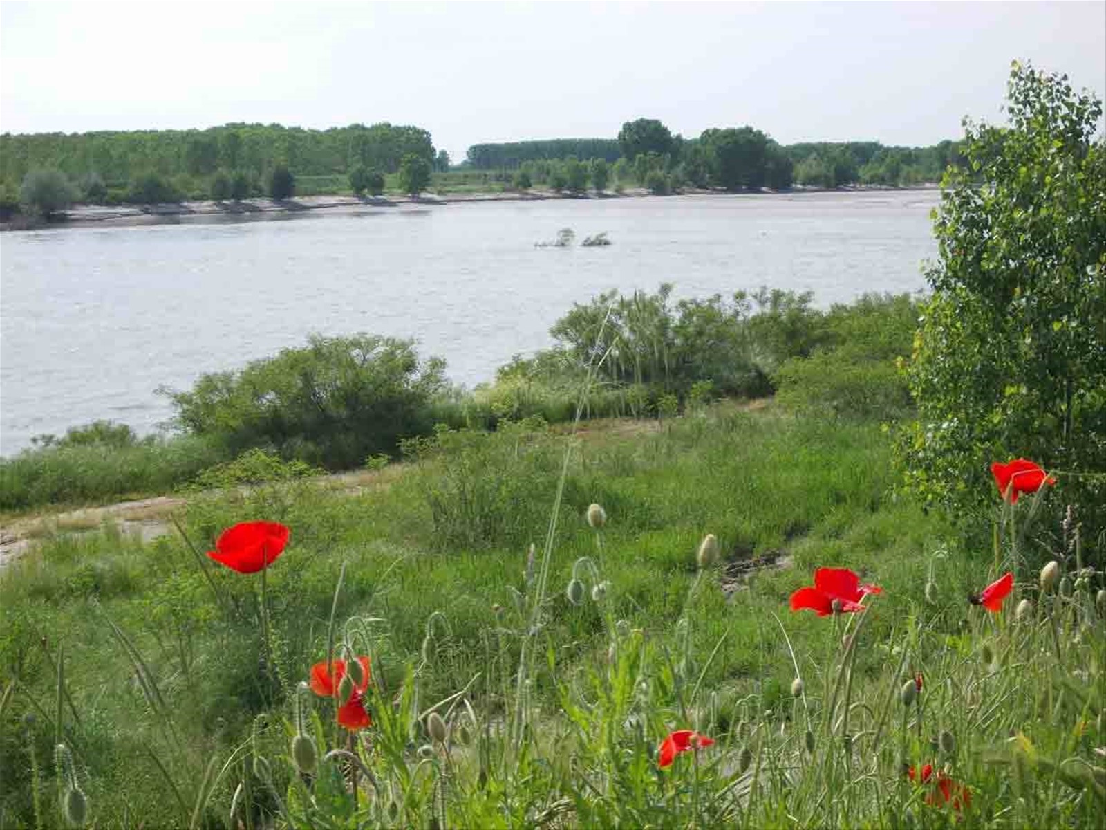 Veduta primaverile sul Po intorno a Isola Serafini