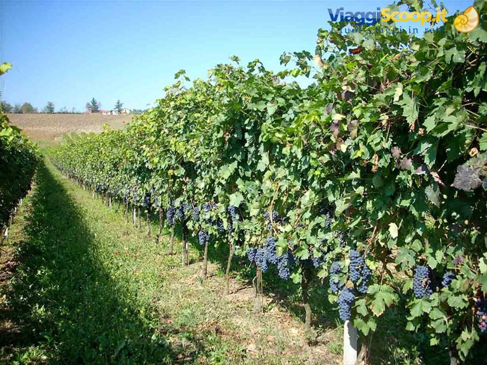 Tra i filari dell'Azienda Agricola Bottazza