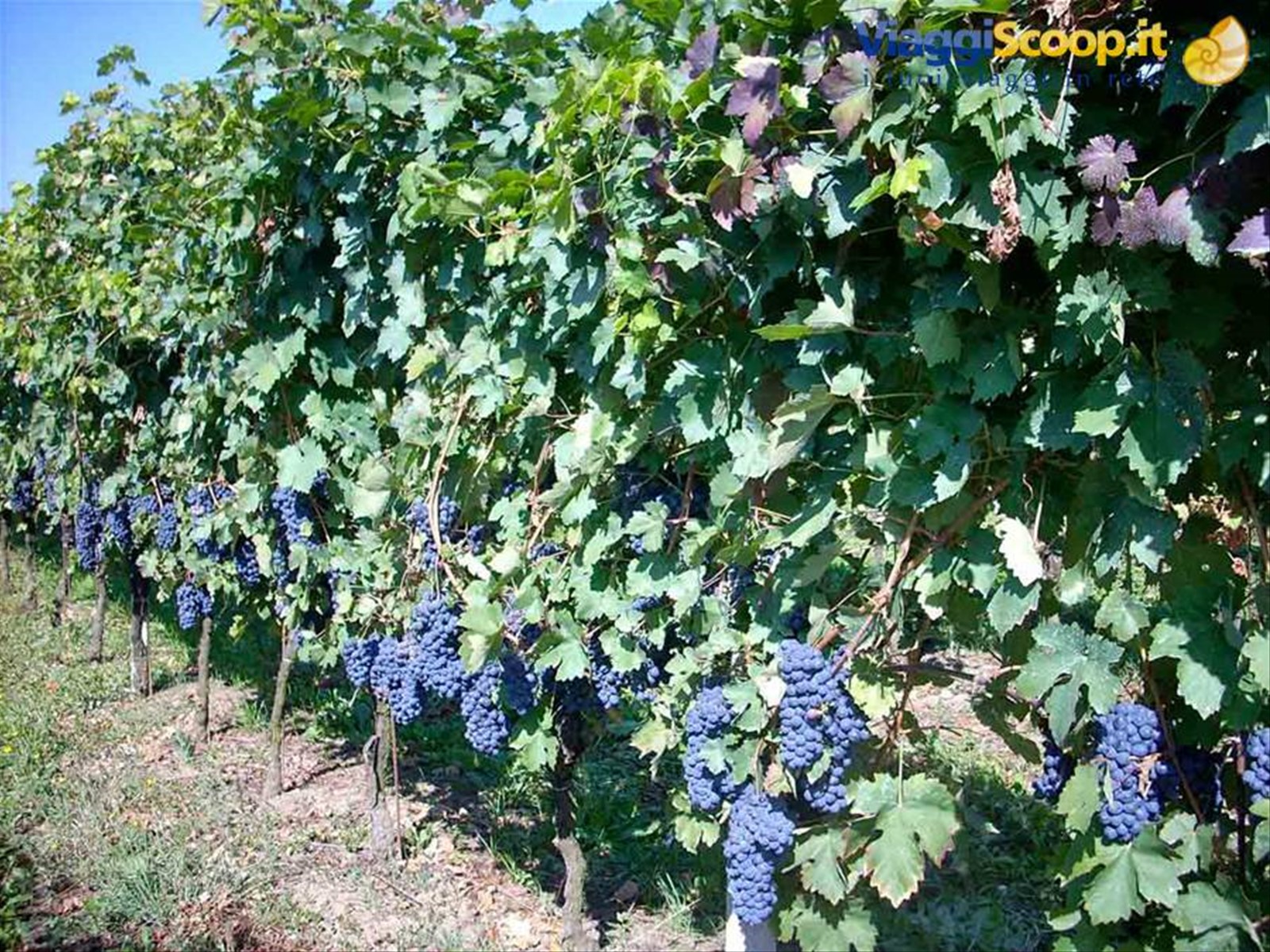 Grappoli d'uva nelle vigne dell'Azienda Agricola Bottazza