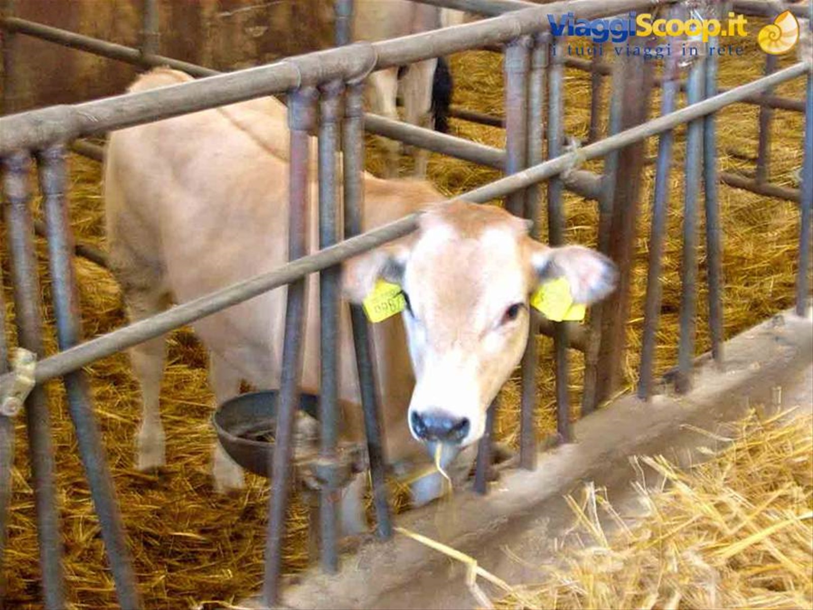 Nella stalla dell'Agriturismo Bottazza