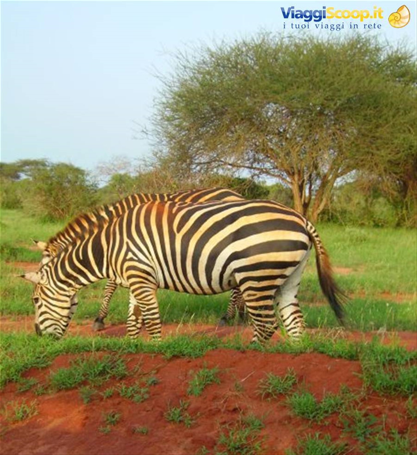 zebra Tsavo Est