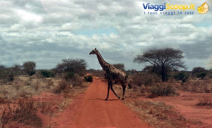 La maestosa giraffa