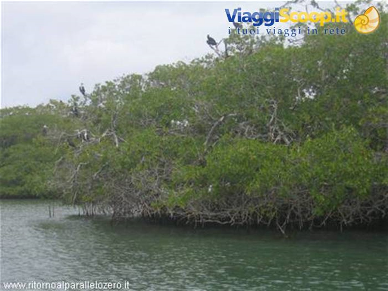 Flora e fauna a Morrocoy