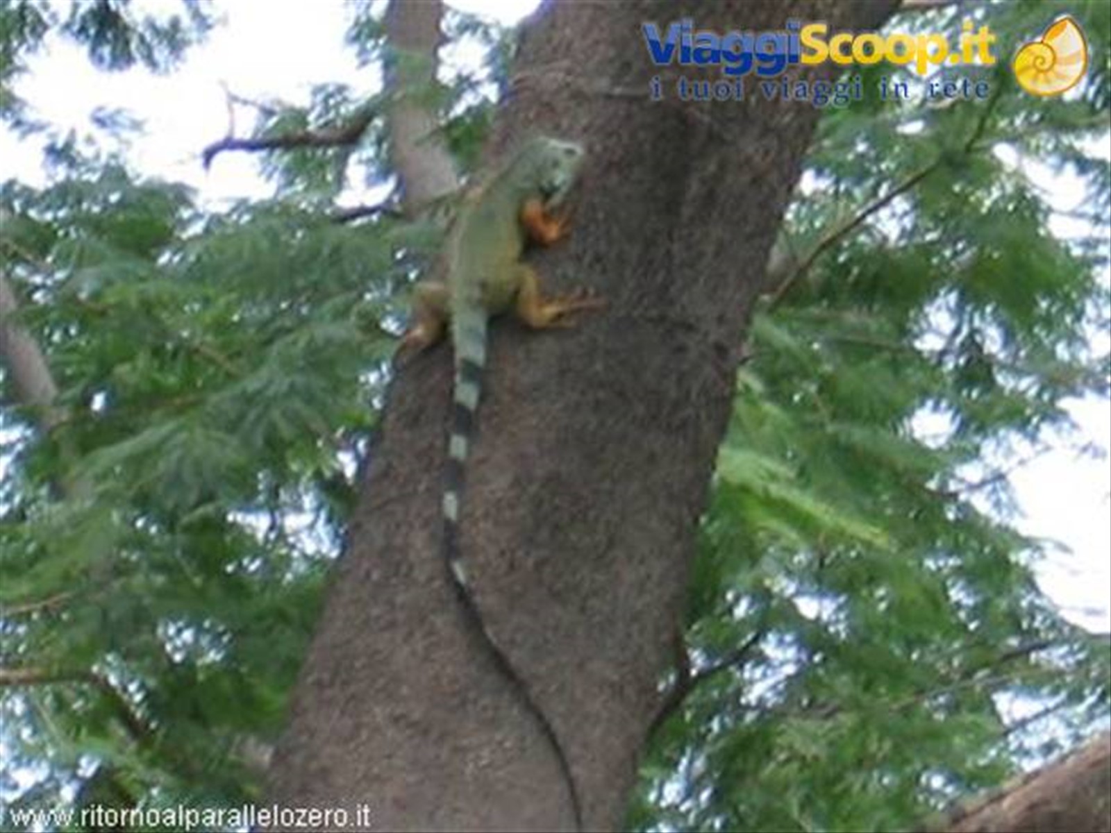 Iguana