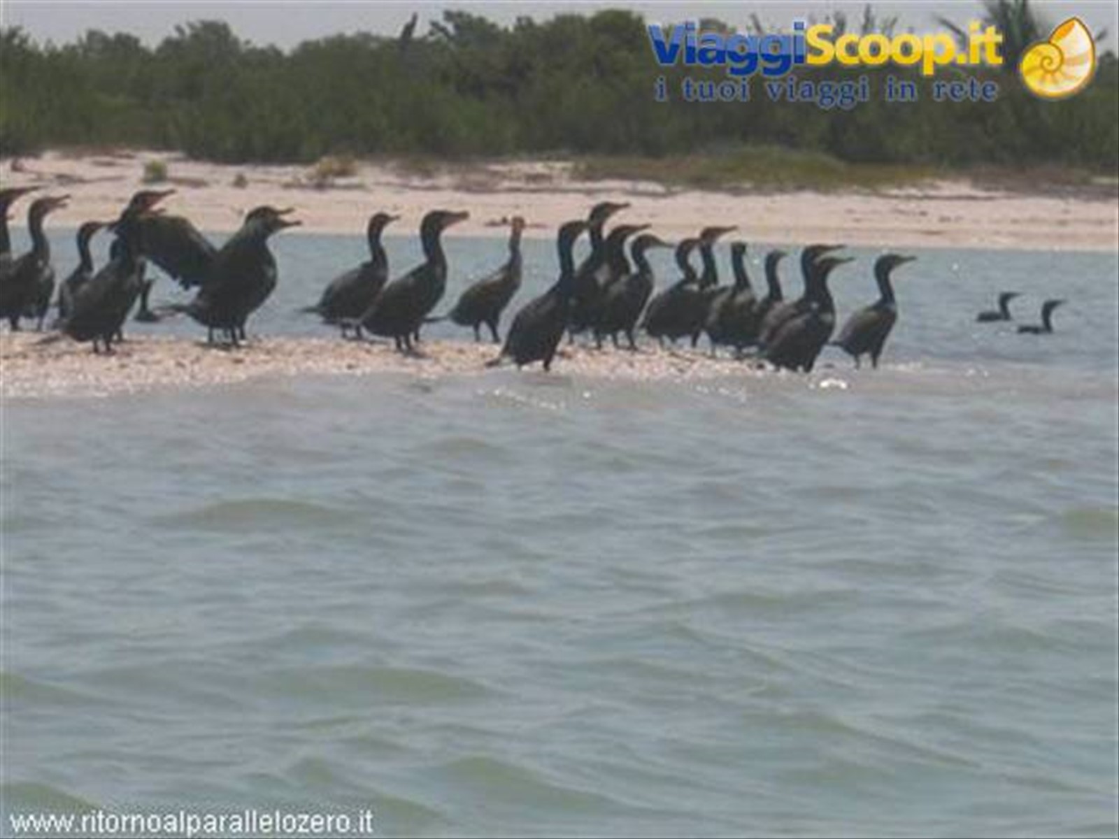 Cormorani