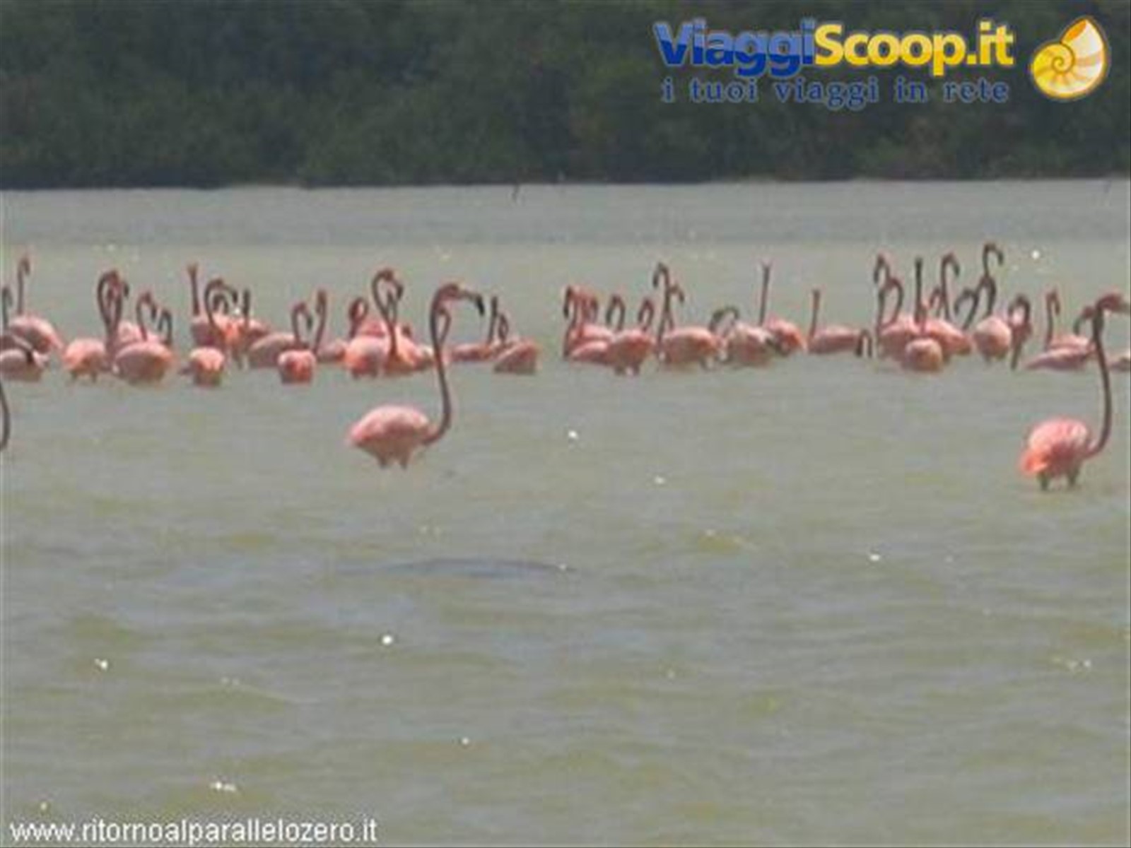 Flamingos