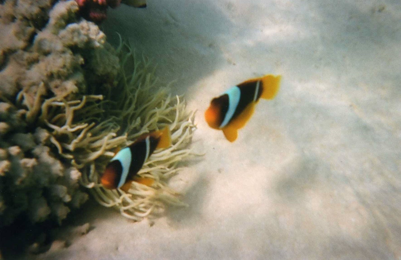 pesce pagliaccio