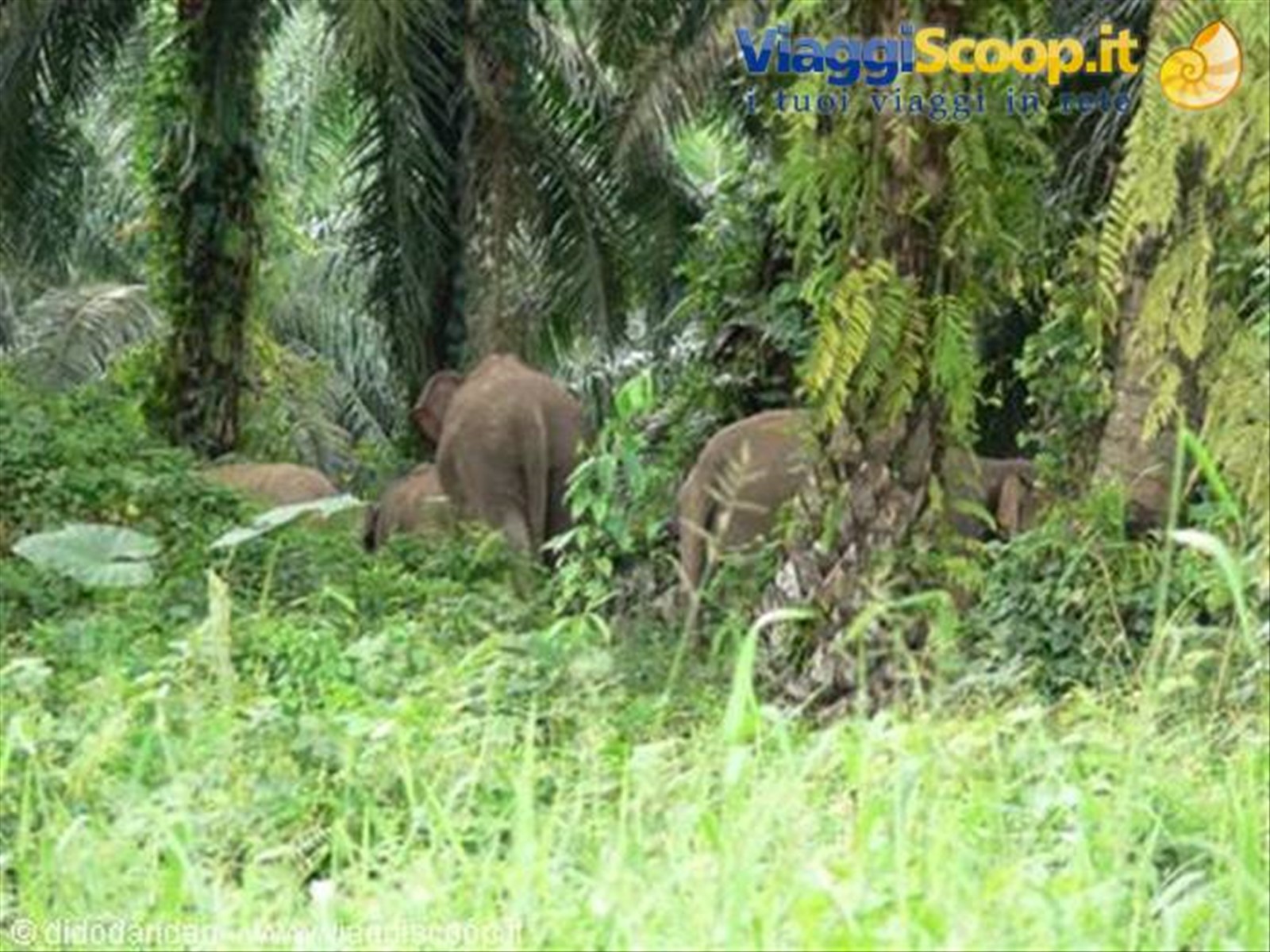 Foto di viaggio in MALESIA