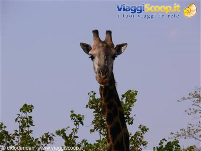 KRUGER