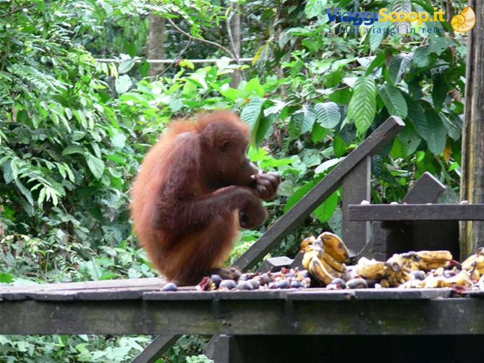 Foto di viaggio in MALESIA