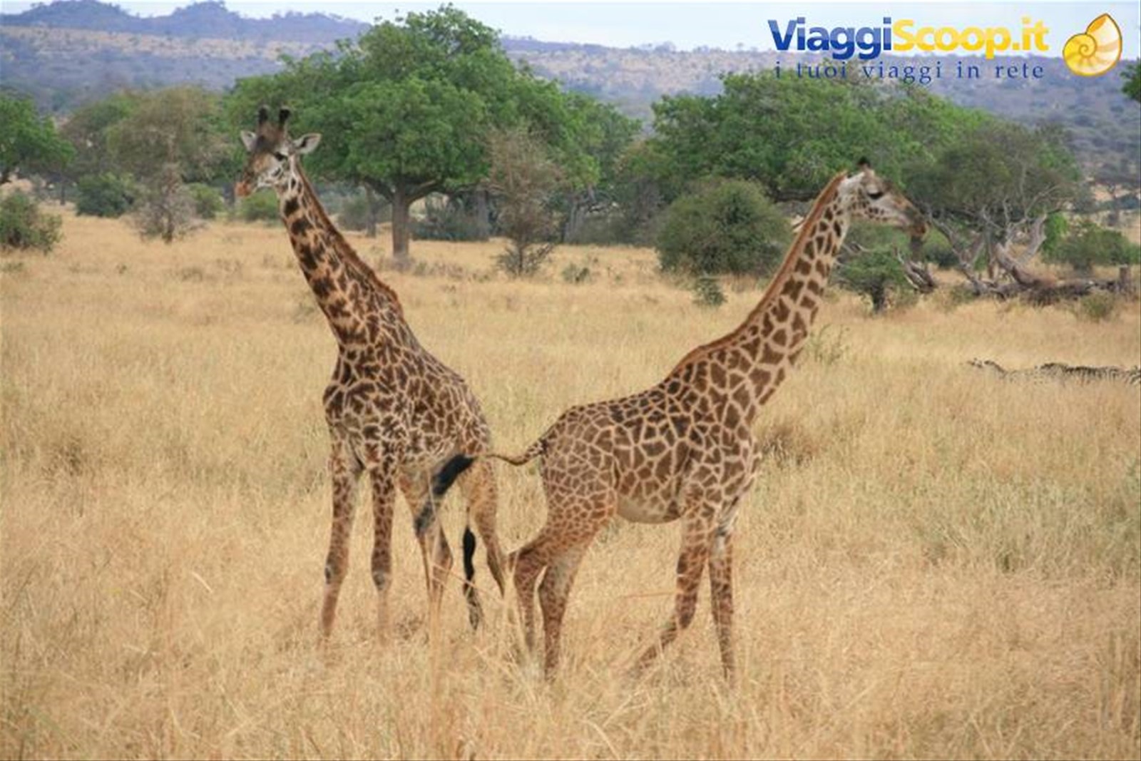 Foto di viaggio in TANZANIA