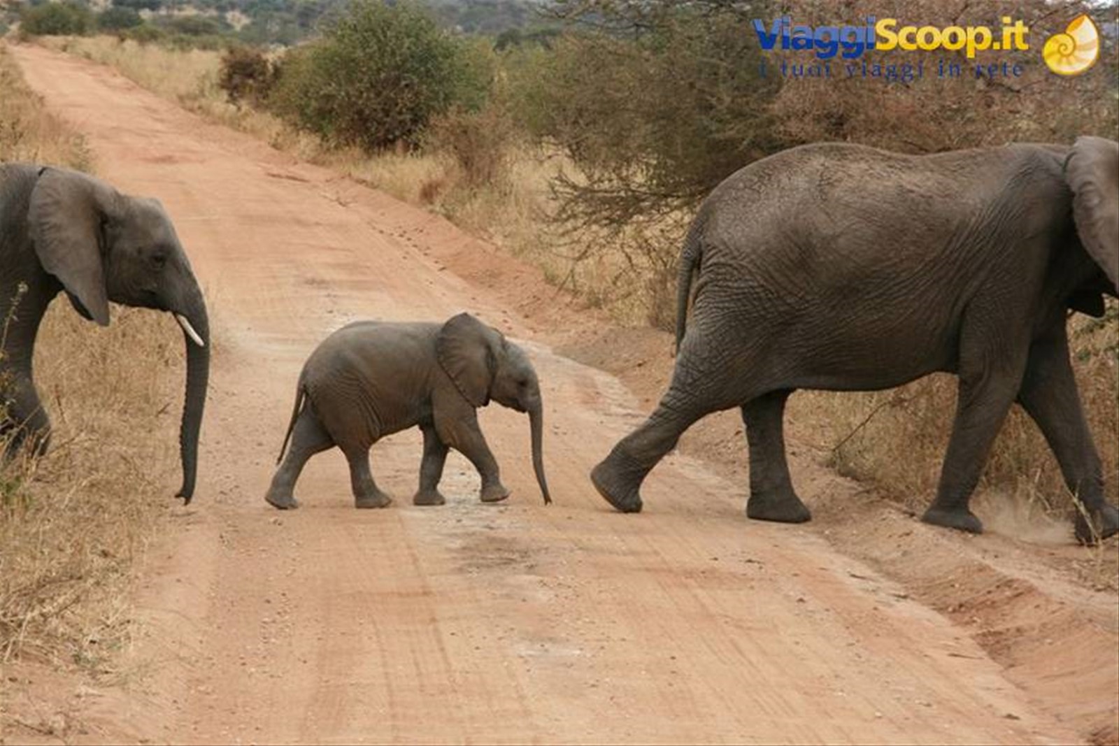 Foto di viaggio in TANZANIA