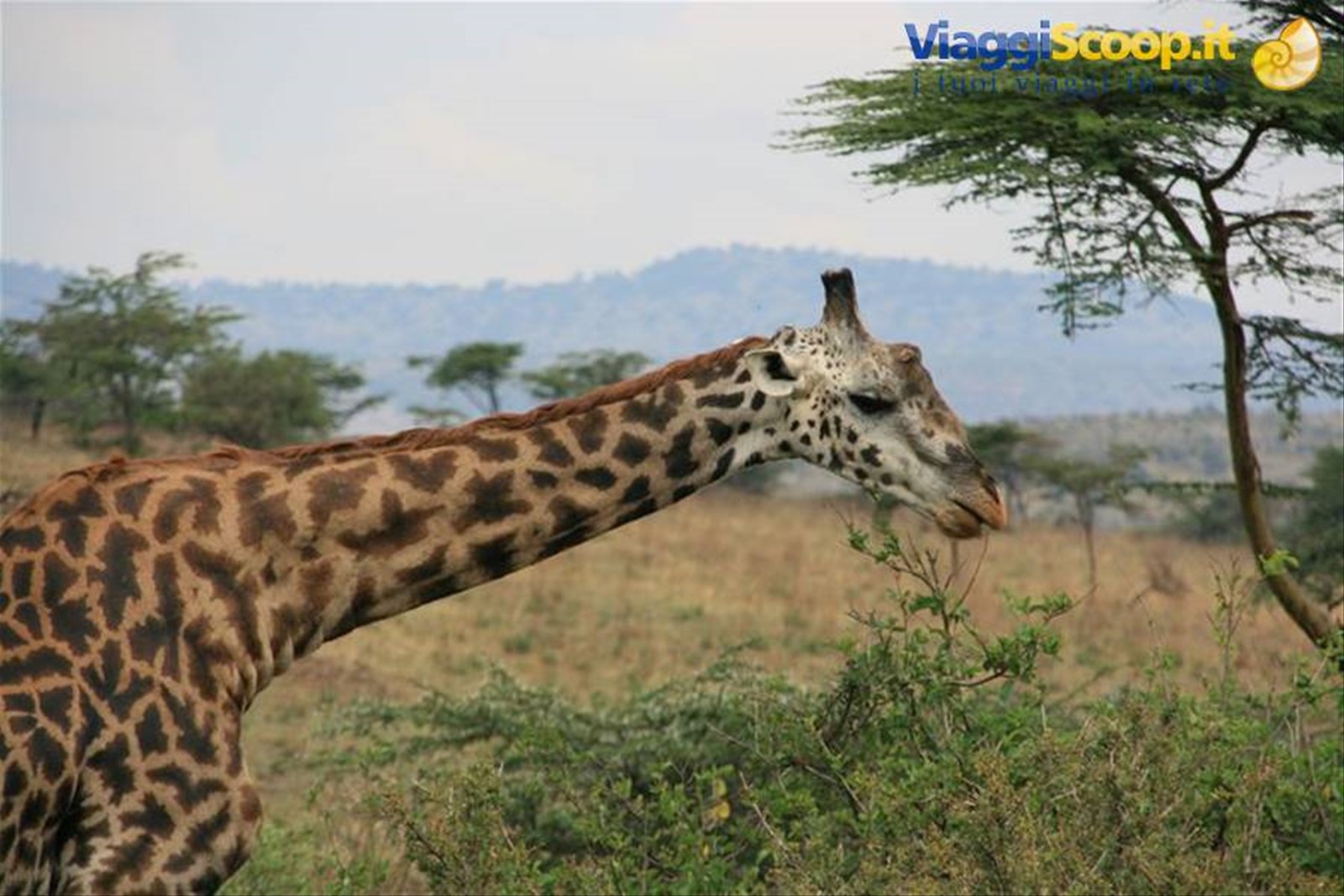 Foto di viaggio in TANZANIA