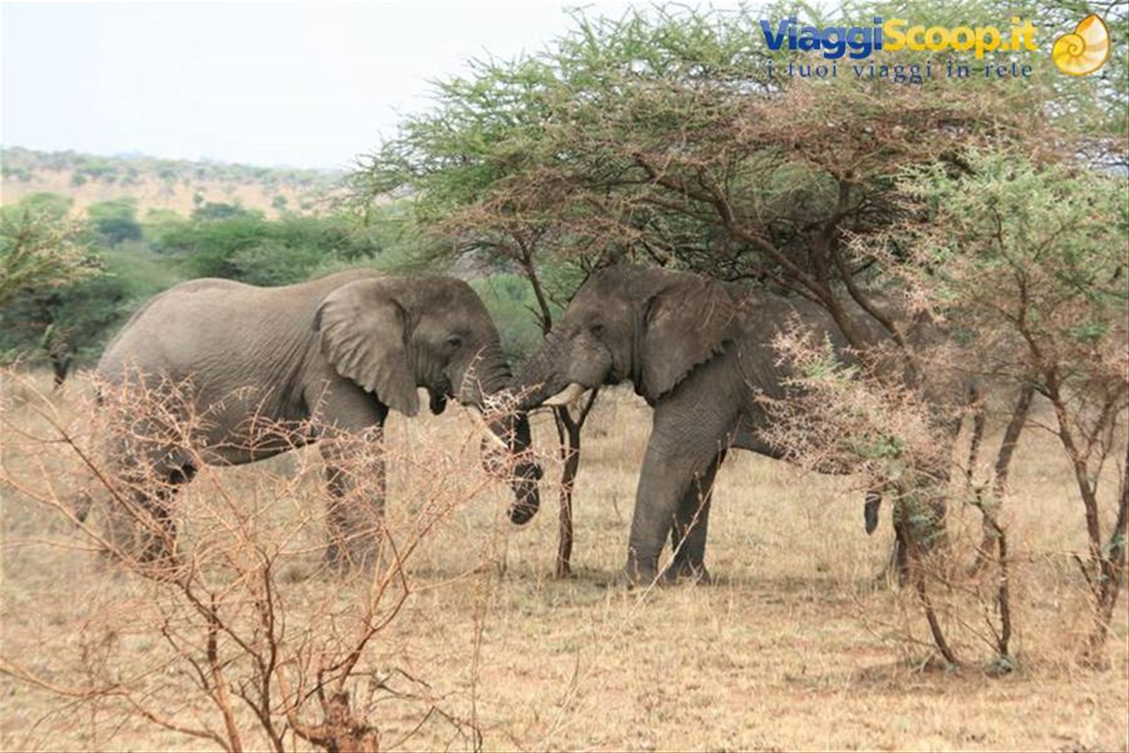 Foto di viaggio in TANZANIA
