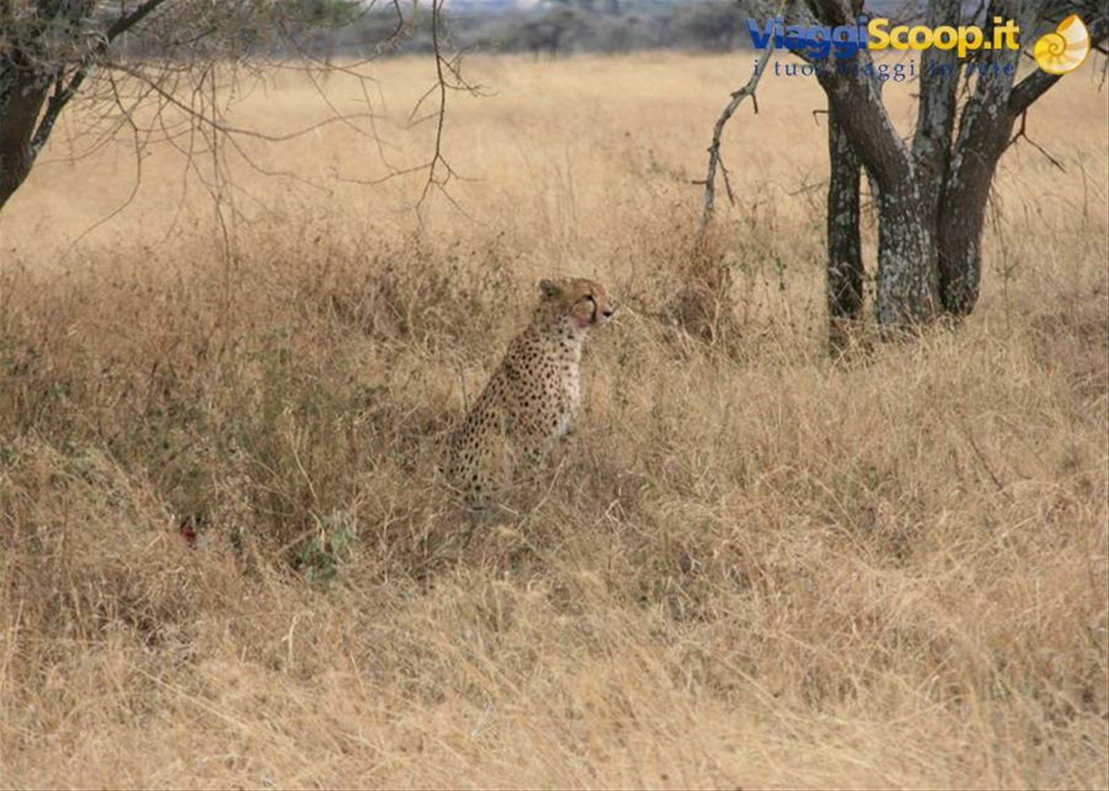 Foto di viaggio in TANZANIA