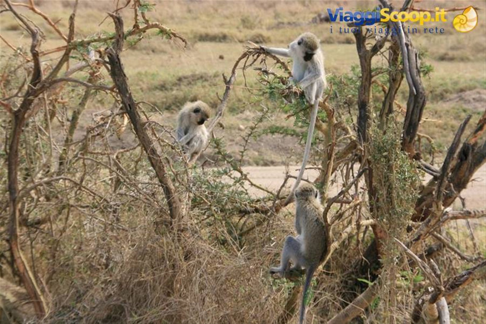 Foto di viaggio in TANZANIA