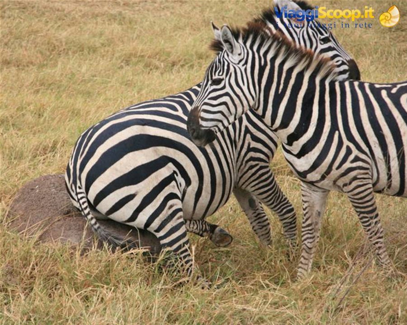 Foto di viaggio in TANZANIA