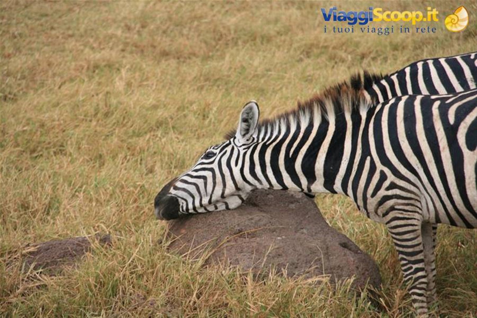Foto di viaggio in TANZANIA