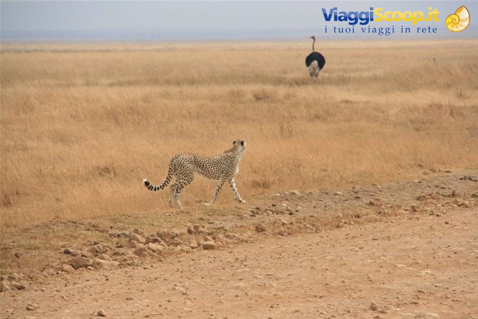 Foto di viaggio in TANZANIA