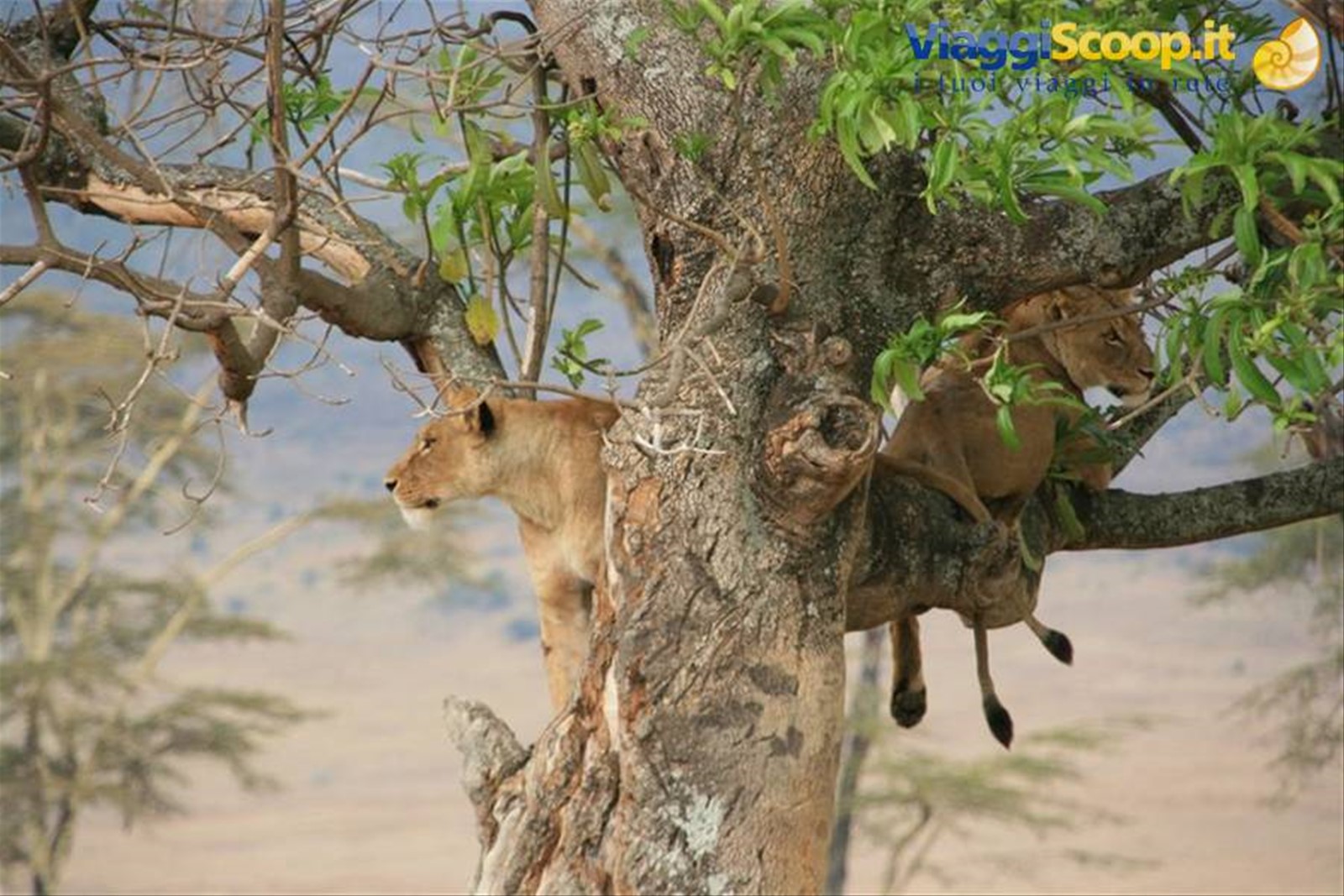 Foto di viaggio in TANZANIA
