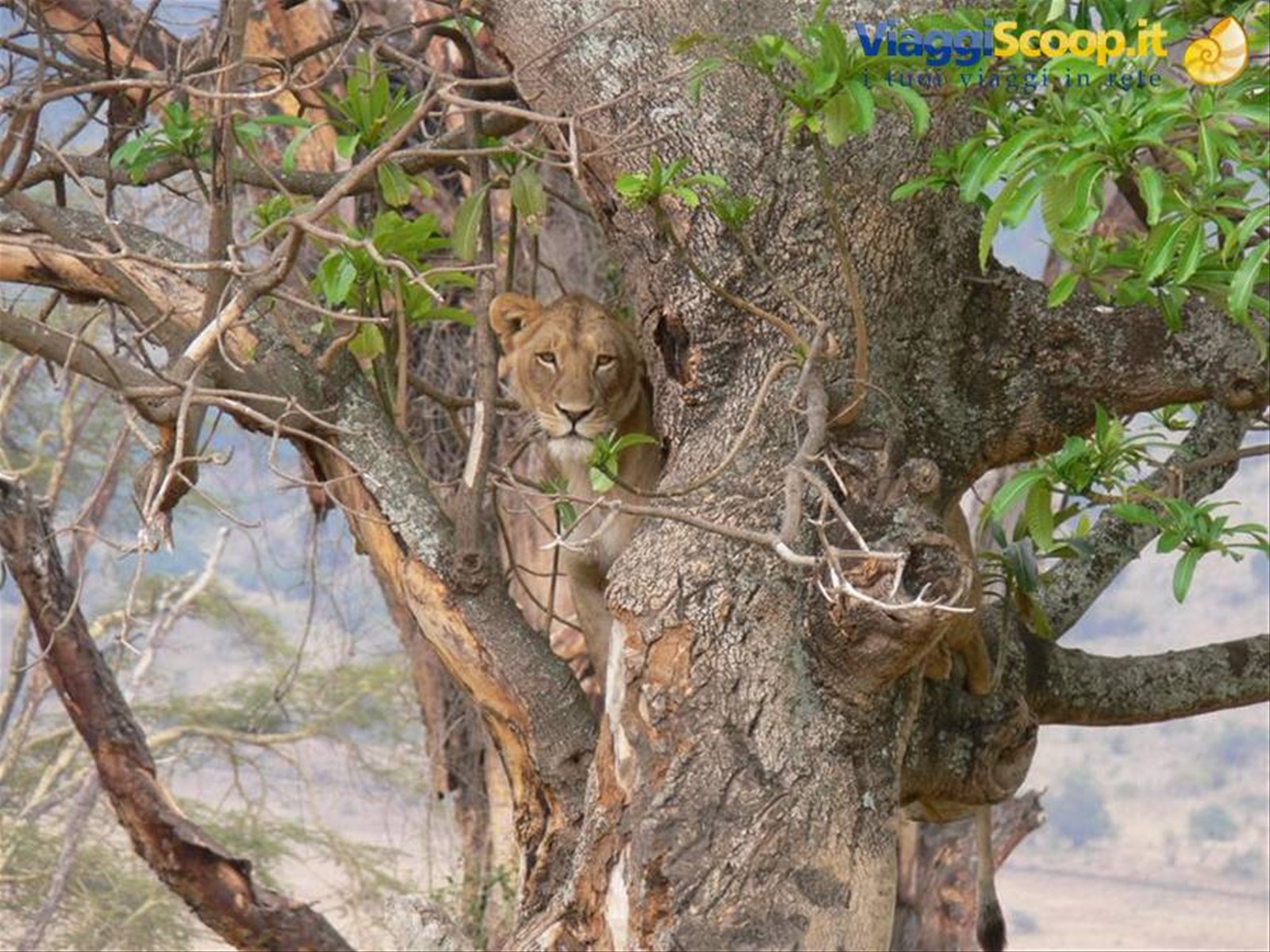 Foto di viaggio in TANZANIA