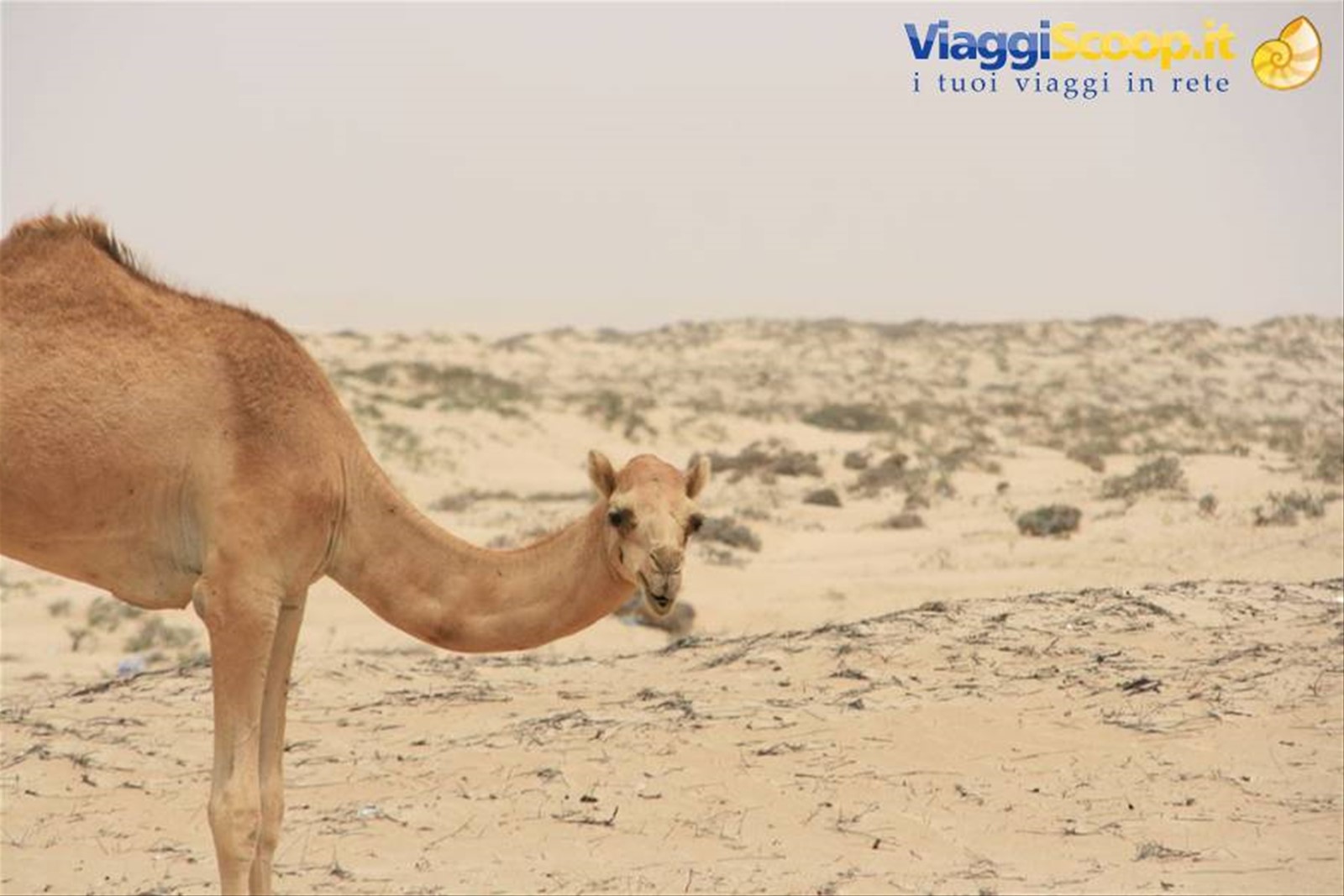 Foto di viaggio in OMAN