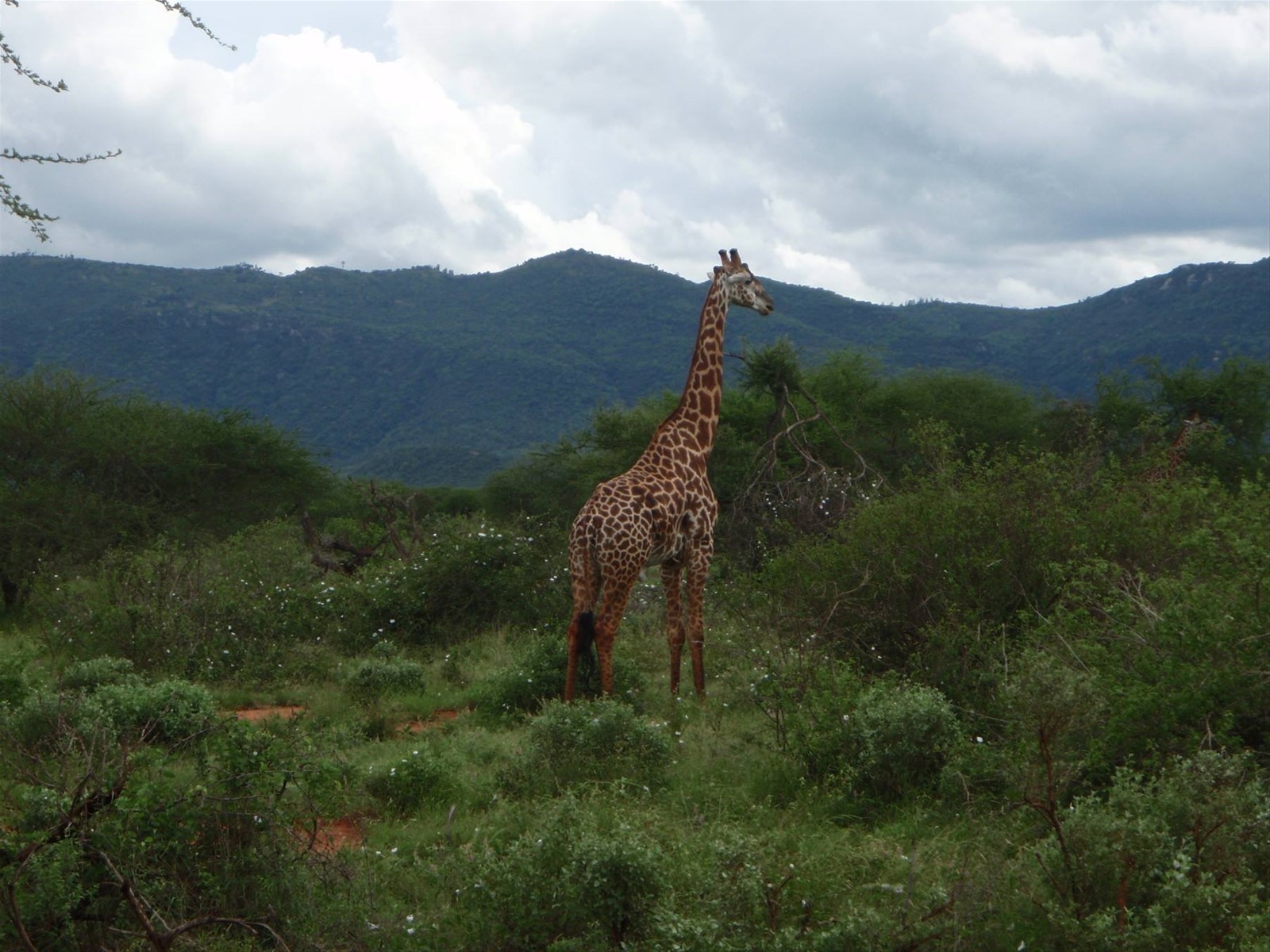 Tsavo Est