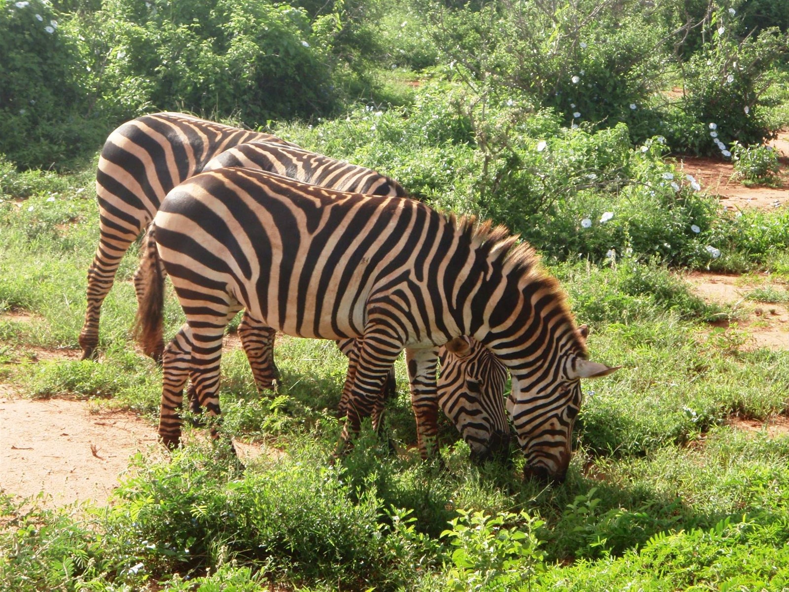 Tsavo Est