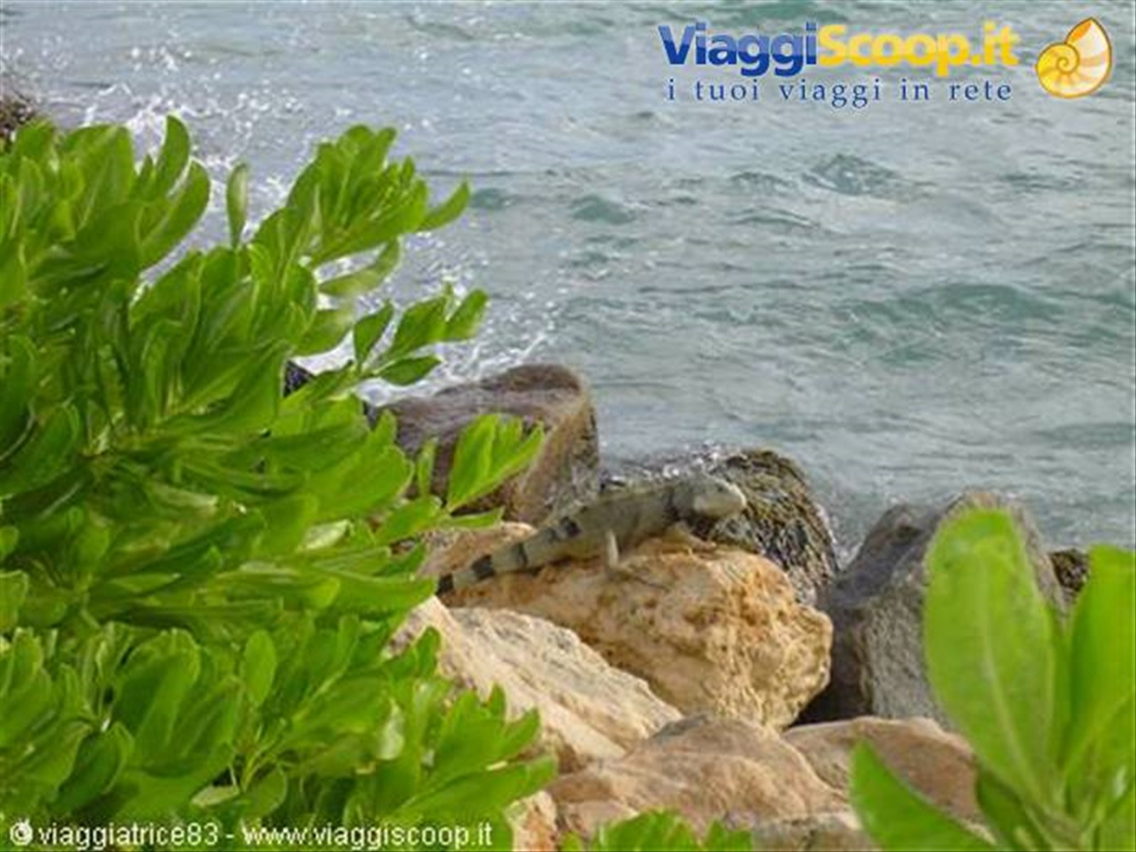 Foto di viaggio in ARUBA