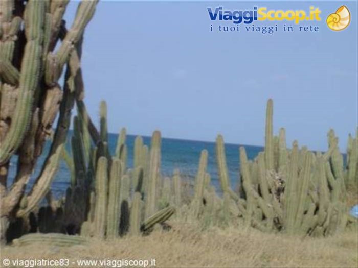 Cactus sulla costa 