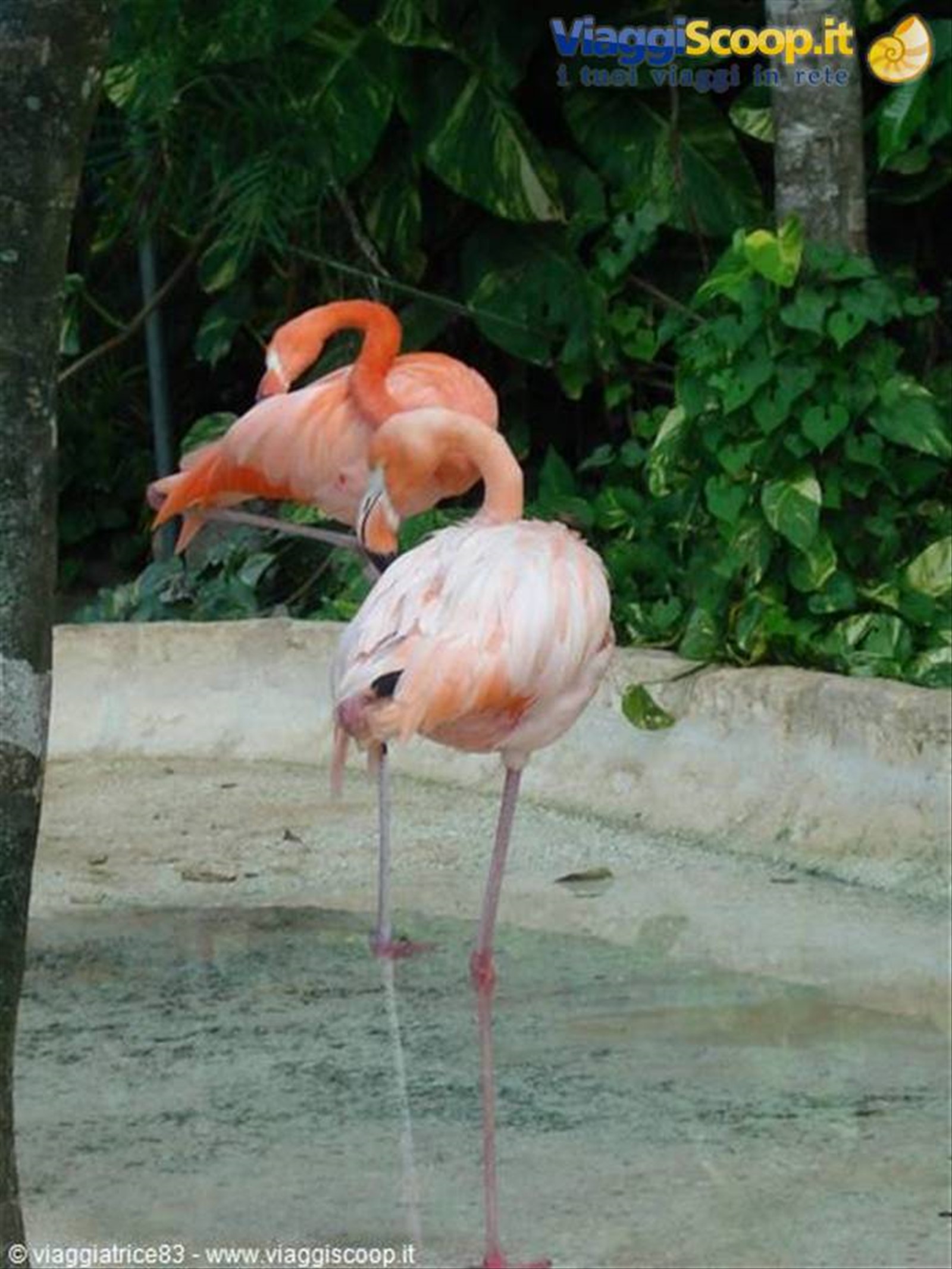 Fenicotteri rosa