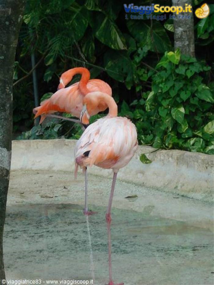 Fenicotteri rosa