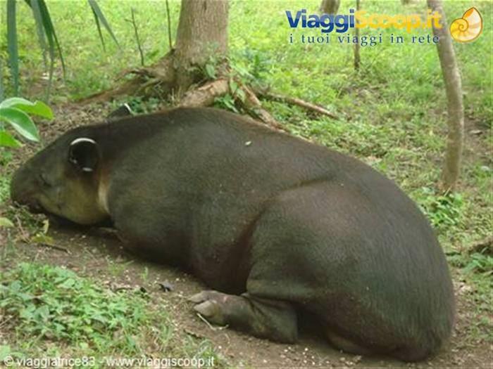 tapiro.. di striscia,,