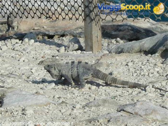 iguana