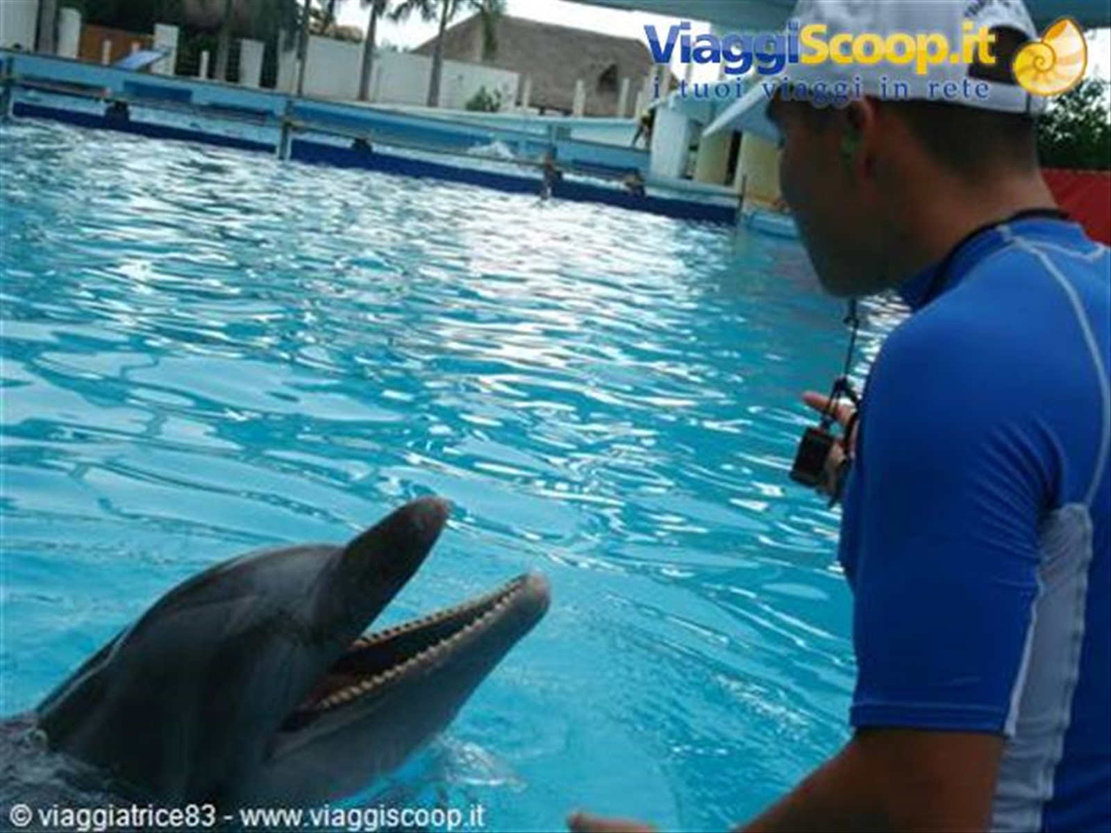 Delfino... curioso..
