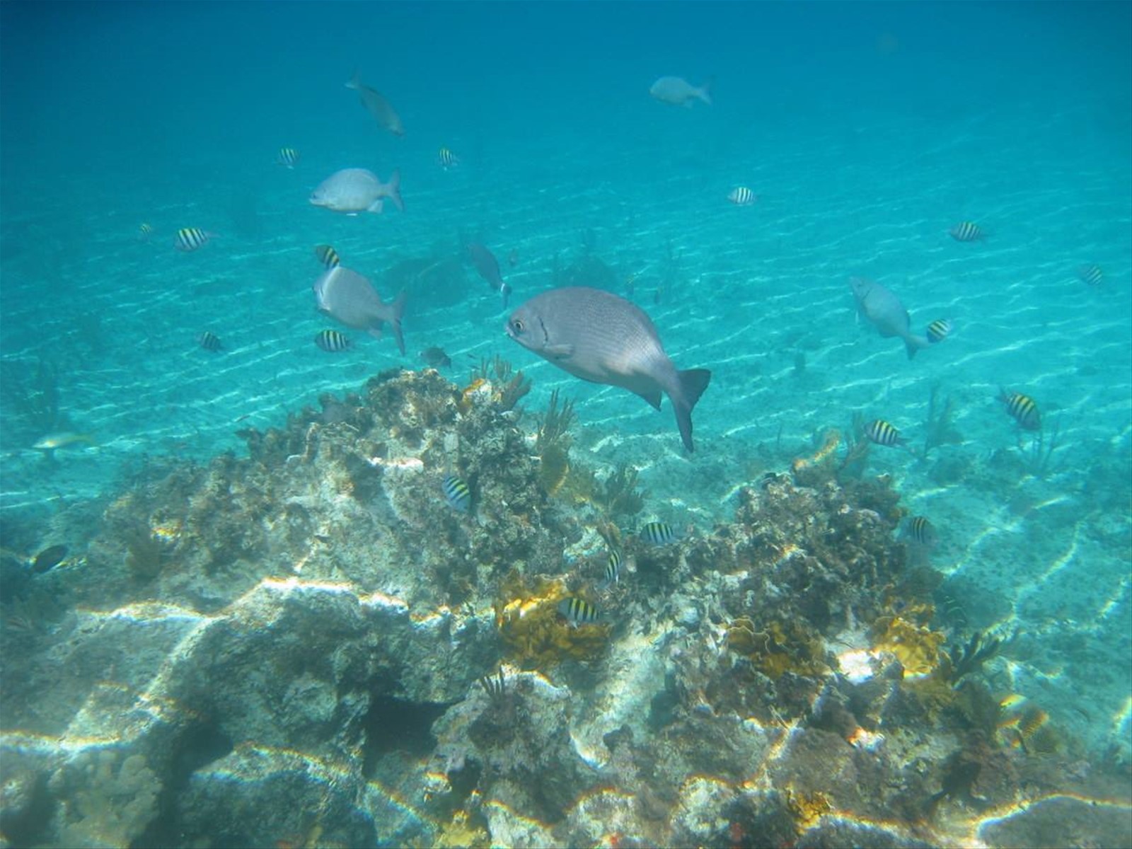 in fondo al mar