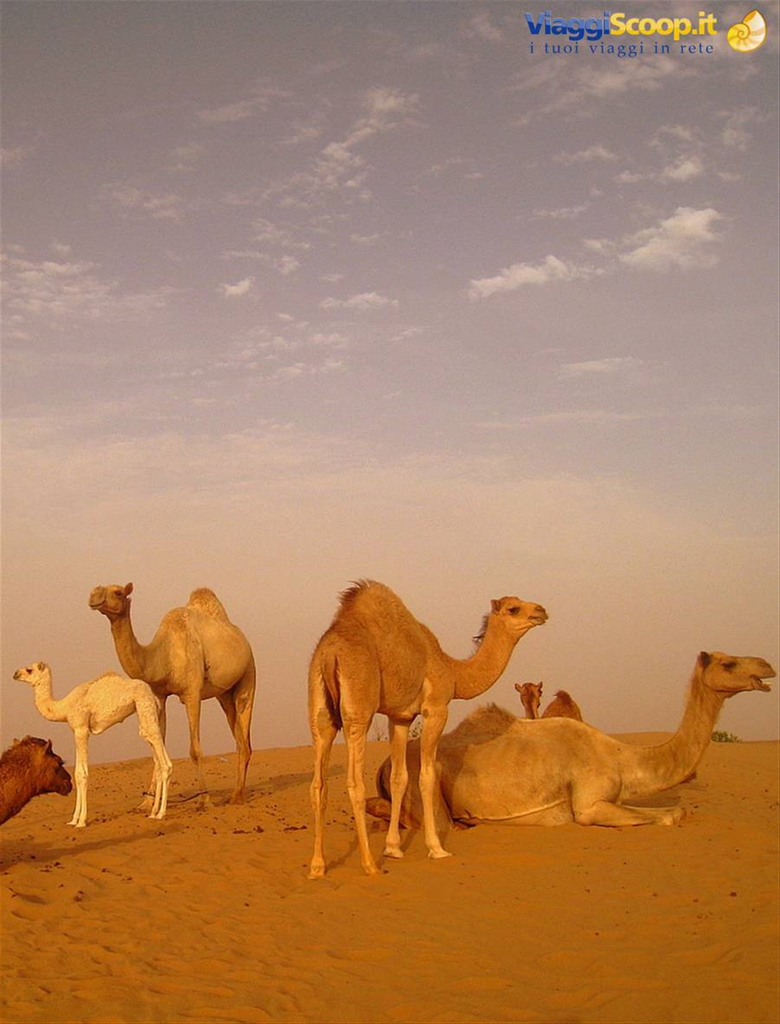 Safari Tour DESERT ADVENTURES TOURISM DUBAI