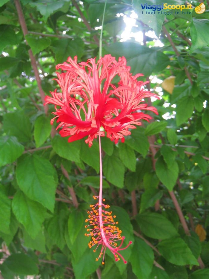 Japanese Lantern Hibiscus 